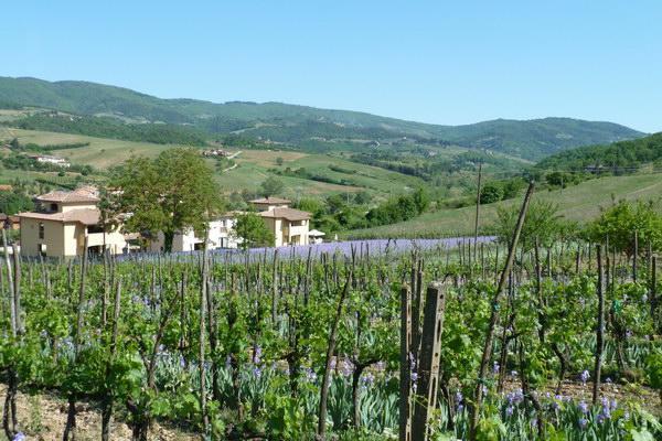 Casa Rosa Villa Greve in Chianti Bagian luar foto